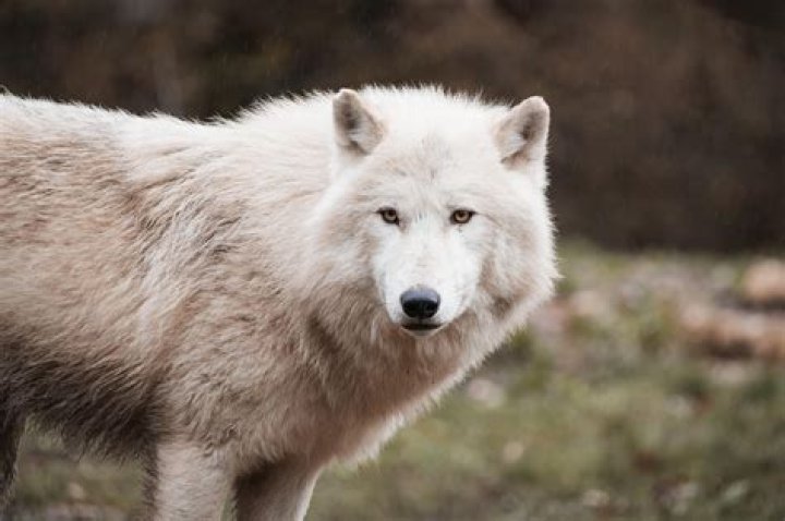 A Guide To Embracing The "Meana Wolf Take My Soul" Spirit