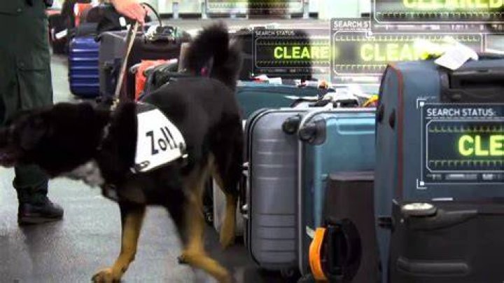 Can drug dogs smell carts in airports? |