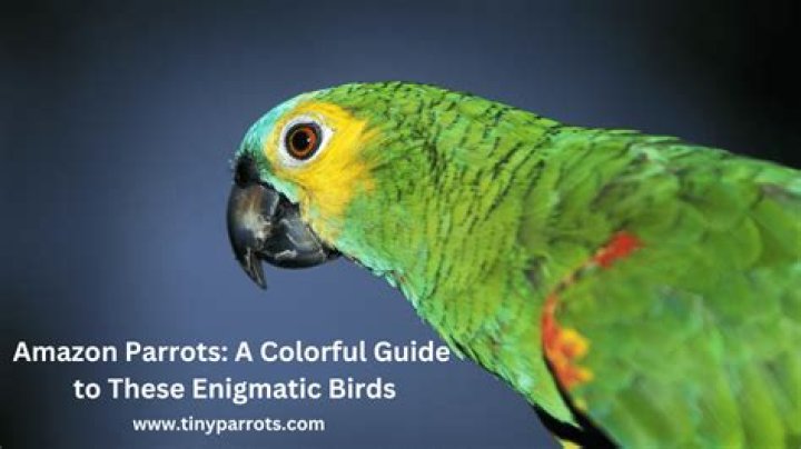 Discover Hidden Truths About These Enigmatic Birds