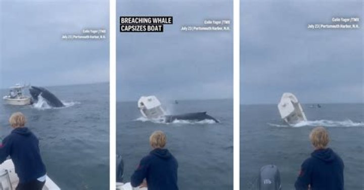 Humpback whale nearly capsizes Paul Ziolkowski's boat
