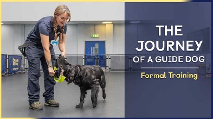 K9Lady: The Ultimate Guide to Dog Training and Care
