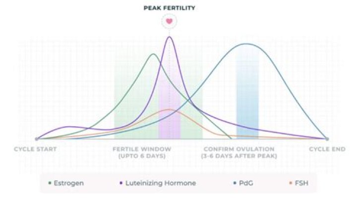 Royal Honey's Potential Impact On Female Fertility