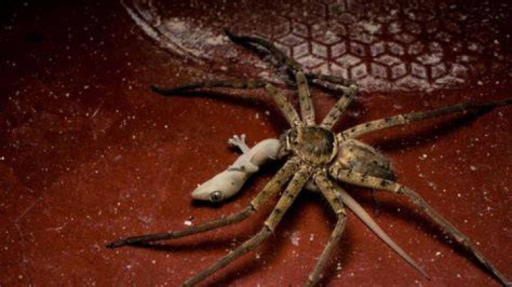 The Biggest Spider In The World: Unveiling The Giant Huntsman Spider