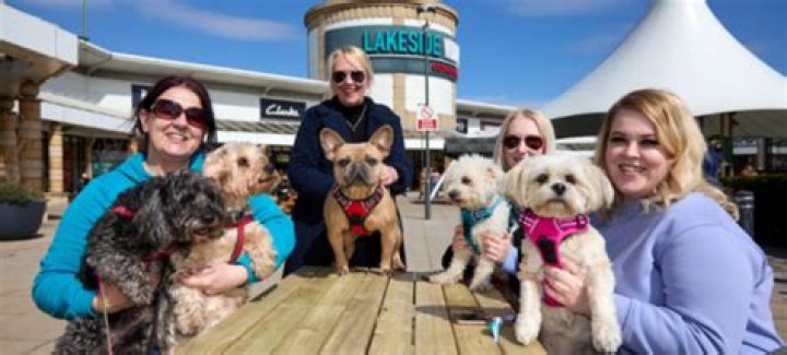 Uncover The Secrets Of Exceptional Dog Care At Ellie's Mutt Hut Ukiah