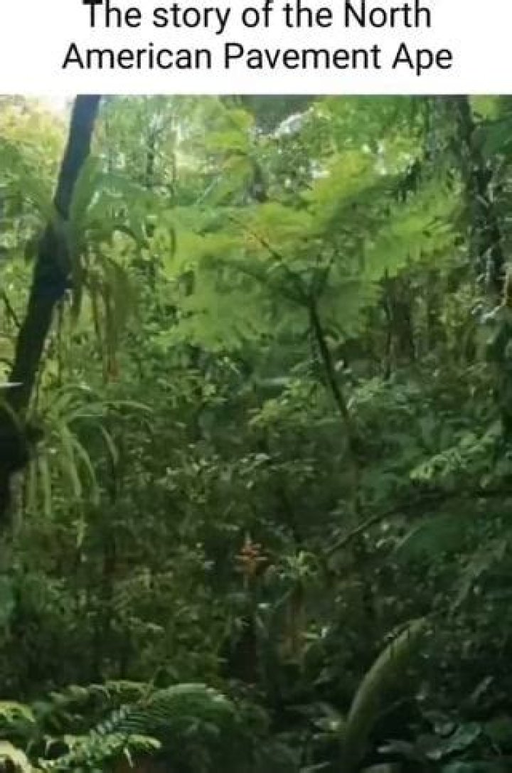 Uncover The Secrets Of North American Pavement Apes: A Journey Of Discovery