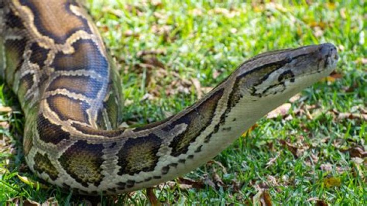 Understanding the 198 lb Burmese Python: Facts, Care, and Conservation