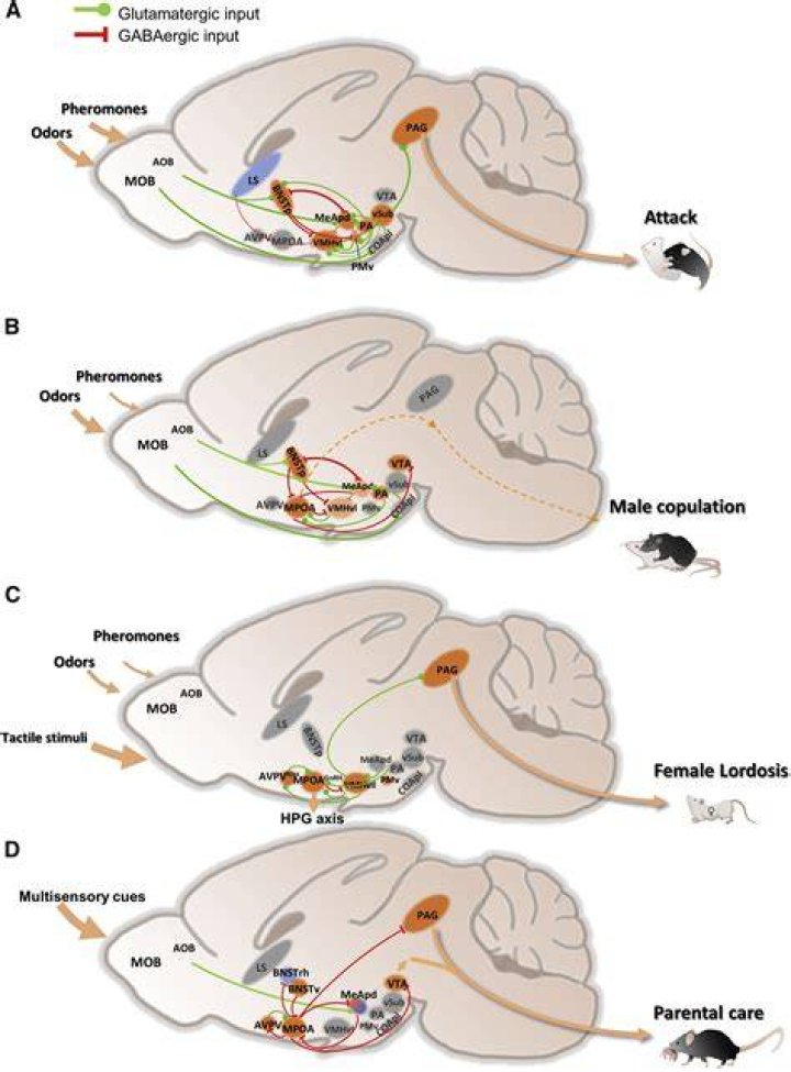 Unraveling The Neural Circuits Of Social Behavior