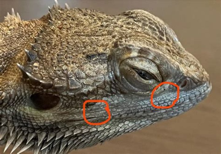 Unveiling The Hidden World Of Bearded Dragon Mites: Pictures That Reveal
