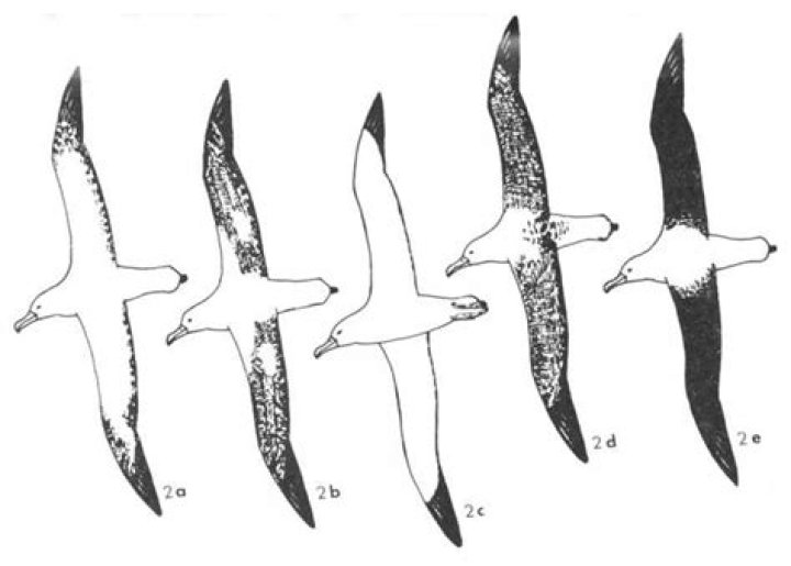 Unveiling The Profound Connection: Albatross And Human Interwoven