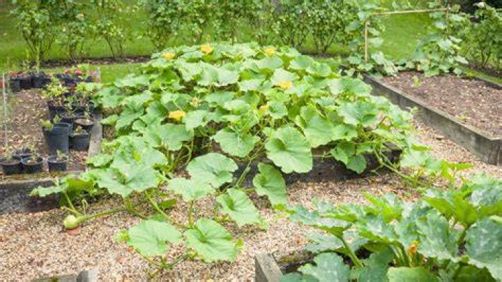 Unveiling The Secrets Of Squash That Mimics Watermelon: Discoveries And Insights