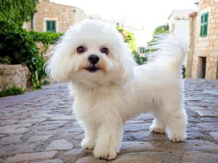 Unveiling The Secrets Of The Maltese Mixed With Chihuahua: Discoveries And Insights