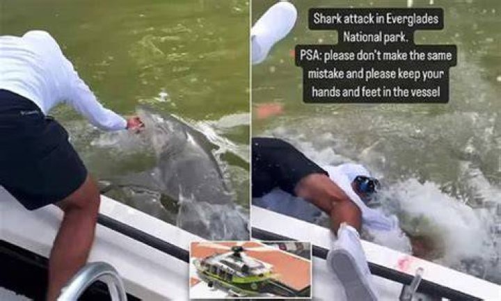 Watch the moment a man in the Florida Everglades gets yanked off a boat by a shark, in case you need