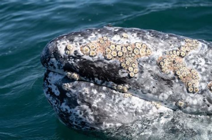 Whales and Barnacles Relationship