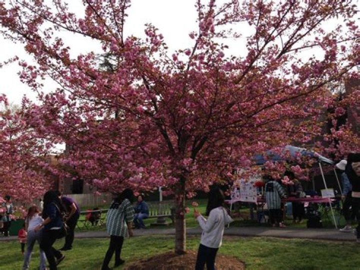 White Plains Cherry Blossom Festival Grows Behind Yoko Battista ·