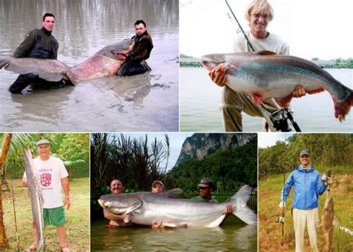 World Record Catfish: The Ultimate Guide to Giant Freshwater Fish
